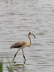 Joven flamenco andando en la laguna