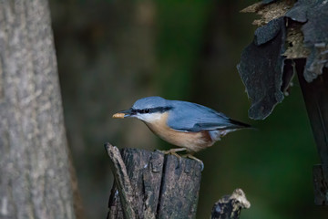 Nuthatch at a bird feeder house