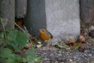 Robin sits in front of a picket fence on the ground looking for food