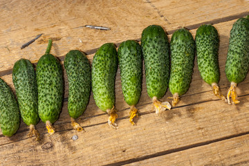 Background of green cucumbers on a wooden table. Organic food. Agricultural retailer. Farm food.Copy space