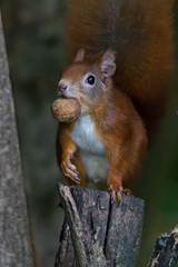European brown squirrel in summer coat on a branch in the forest