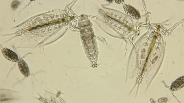 Zooplankton and plankton of the Black Sea under a microscope, species diversity crustaceans from the order Calanoida, daphnia, nauplios, the most important component of zooplankton of the seas and