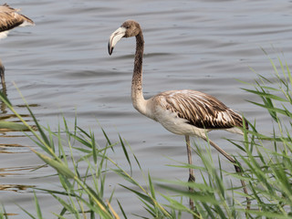 Obraz premium Joven flamenco