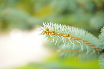 Silver blue spruce pine, fir tree branches outdoor close up