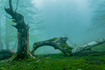 cold morning in the forest of Belaustegui, on the hill of Gorbea