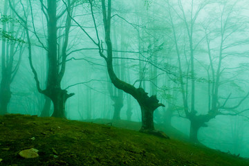 cold morning in the forest of Belaustegui, on the hill of Gorbea