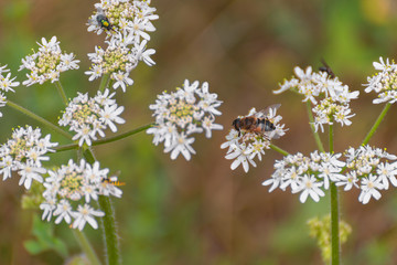 Chamomile flowers with blur background. Bee on a flower