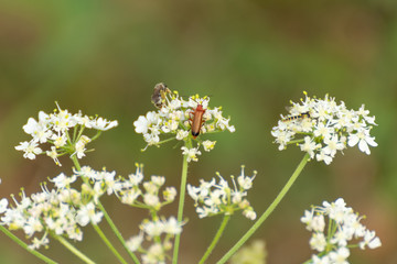Chamomile flowers with blur background. Bee on a flower