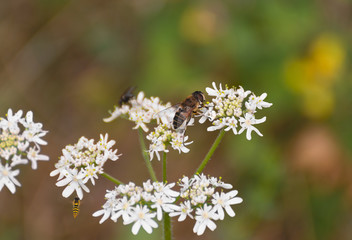 Chamomile flowers with blur background. Bee on a flower