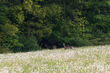 Red deer on the field