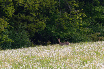 Red deer on the field