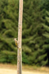 Great spotted woodpecker. Bird on a tree woodpecker.