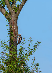 Great spotted woodpecker. Bird on a tree woodpecker.