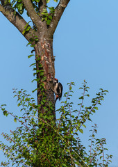 Great spotted woodpecker. Bird on a tree woodpecker.