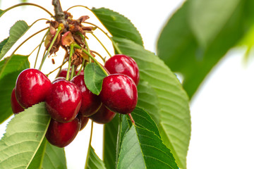Red cherries on the tree