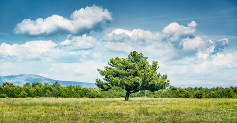 Lonely tree on the coast of Adriatic sea. Sunny morning scene of Croatia, Europe. Bright summer panorama in the mountain valley. Beautiful world of Mediterranean countries.