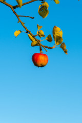 Red apples on a branch. Fruits on a tree, Blue sky