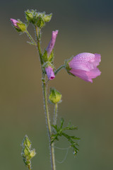 Pink flower with blurred background. Pink flower on green background