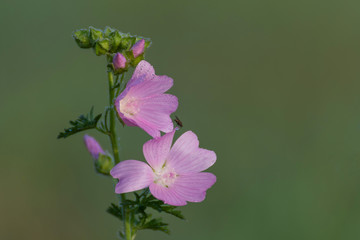 Pink flower with blurred background. Pink flower on green background