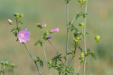Purple flowers on green background