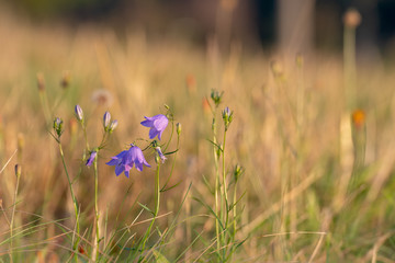 Blue flowers in the grass. Blue flowers in the field