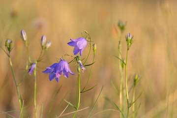 Blue flowers in the grass. Blue flowers in the field