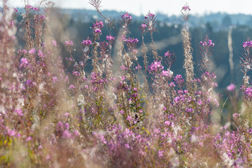Field of purple flowers. Flower in the garden