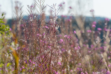Field of purple flowers. Flower in the garden