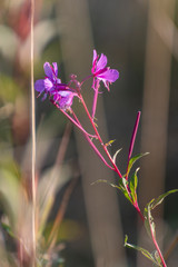 Field of purple flowers. Flower in the garden