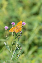 Butterfly on flower. Colorful butterfly on flower