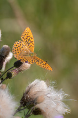 Butterfly on flower. Colorful butterfly on flower
