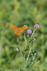 Butterfly on flower. Colorful butterfly on flower