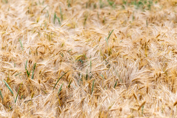 Field of wheat. Golden Wheat Field