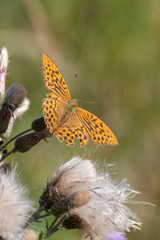 Butterfly on flower. Colorful butterfly on flower