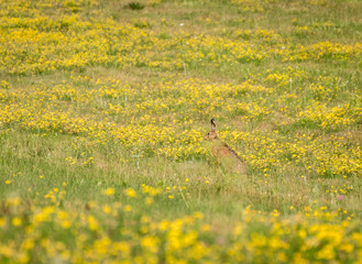 Rabbit in the field. Field of yellow flowers
