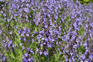 Fototapeta premium Closeup Salvia officinalis known as garden sage with blurred background in herb garden