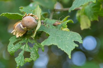 Hazelnuts. Tree with hazelnuts