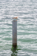 Kingfisher with fish in beak