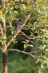 Bird on the branch. Branch of a tree in spring. Bird on the branch. Blurred background