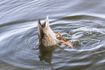 Duck up booty and paws. Paws with membranes. Feeding wild birds. Duck tail. The bird dives and...