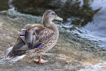 Gray duck on the shore. Plumage of a duck in the summer. Waterfowl close-up. Duck beak. Webbed...