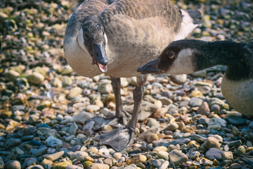 White goose near lake. Ducks in the water. Germany