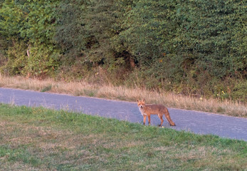 Red fox in the grass. Fox hunting on the field