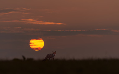 Foxes hunting in the field at night