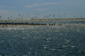 double crested cormorant begins its fall route south