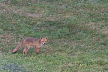Naklejka na ściany i meble Red fox in the grass. Fox hunting on the field