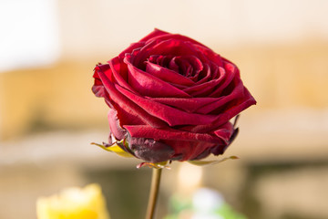 Piękna, czerwona róża.