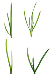set green garlic leaves on an isolated white background. green grass isolate