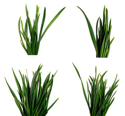 set large bunch of green leaves of garlic on an isolated white background. bouquet of green grass isolate