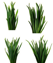 set large bunch of green leaves of garlic on an isolated white background. bouquet of green grass isolate